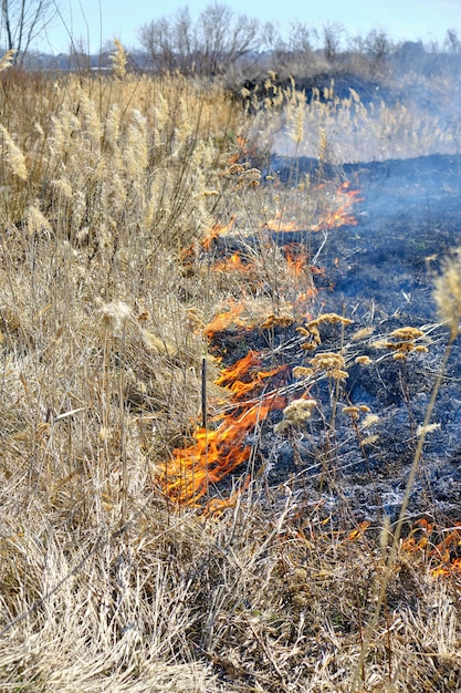 Arson of dry grass and reeds, fires of environmental pollution.