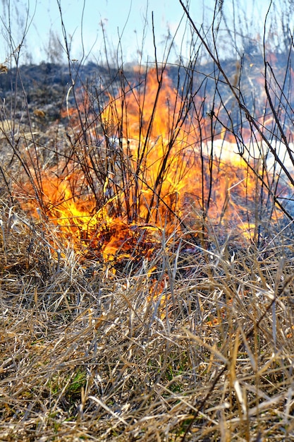 Arson of dry grass and reeds, fires of environmental pollution.