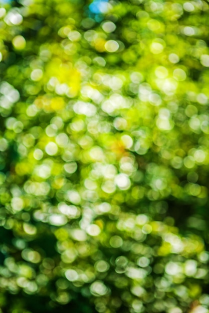 Art background green summer bokeh blurred leaves