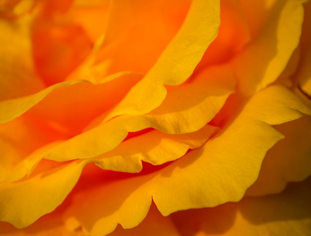 Art background of orange rose petals closeup