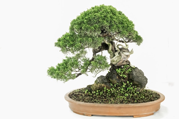 Art bonsai, on a pure white background