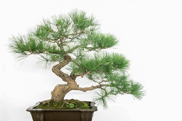 Bonsai d'arte, su uno sfondo bianco puro