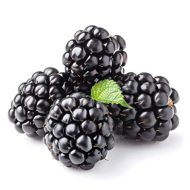 Art of a bramble plant with blackberries green leaf on white background