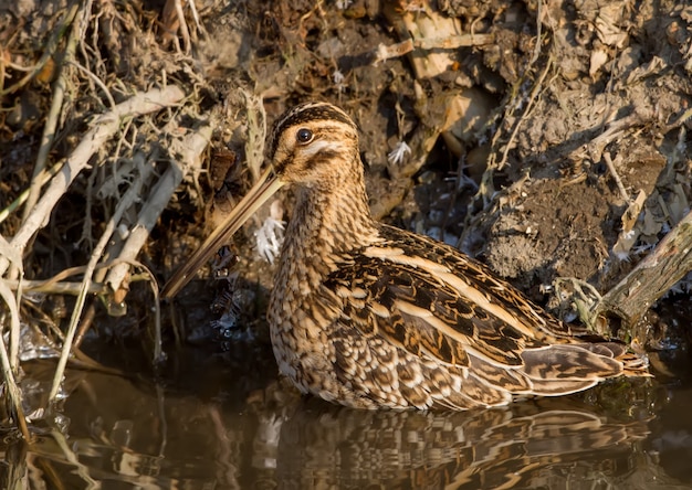 Art of camouflage. Common snipe stands on the water