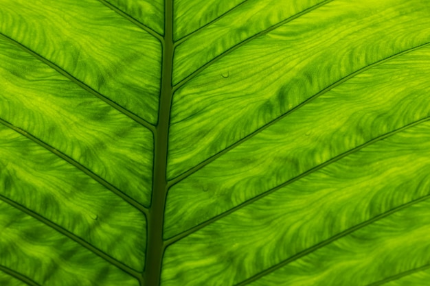 The art of green leaf