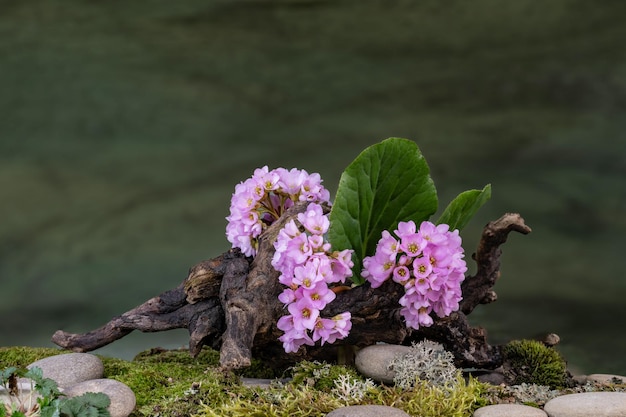 Art installation Ikebana Bergenia Saxifragaceae