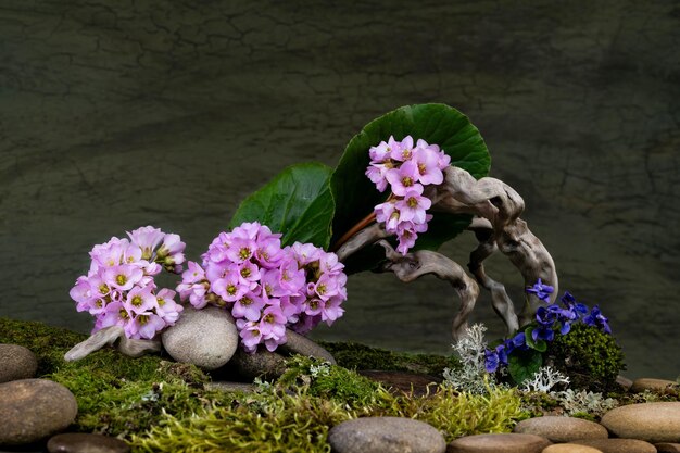 Photo art installation ikebana bergenia saxifragaceae