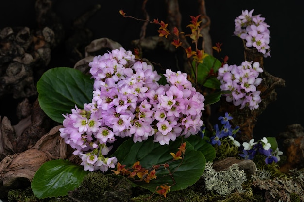 Photo art installation ikebana bergenia saxifragaceae