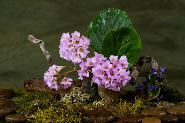 Art installation Ikebana Bergenia Saxifragaceae