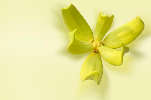 Artabotrys siamensis flower on white background with clipping path