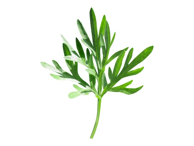 Artemisia absinthium используется при диспепсии, различных инфекционных заболеваниях и болезни Крона