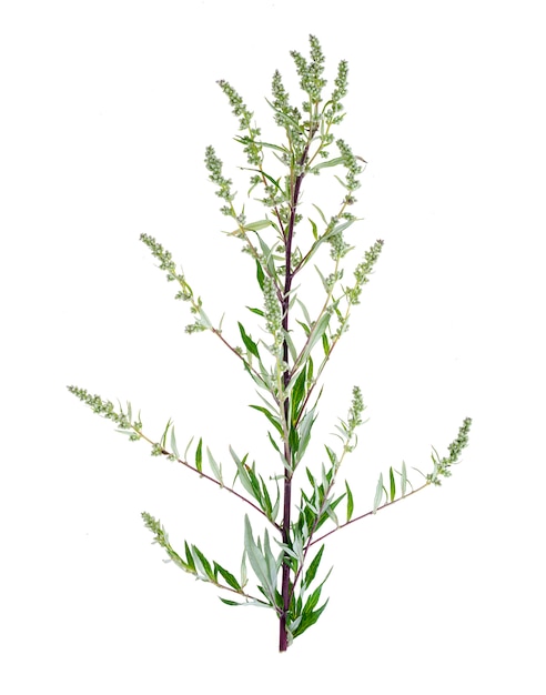 Artemisia absinthium with leaves background