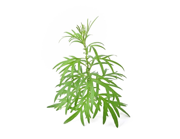 Artemisia vulgaris L 달콤한 쑥 쑥 흰색 배경에 고립