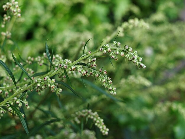 Artemisia vulgaris mugwort common wormwood Flowering of bitter grass