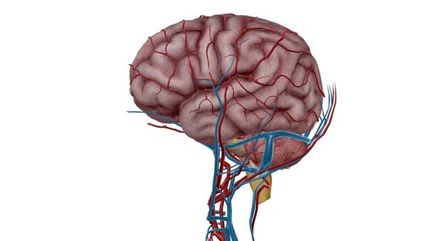 Foto fornimento arterioso al cervello