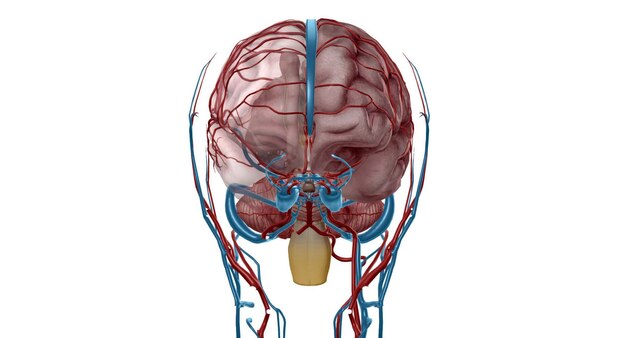 Фото Артериальное снабжение мозга