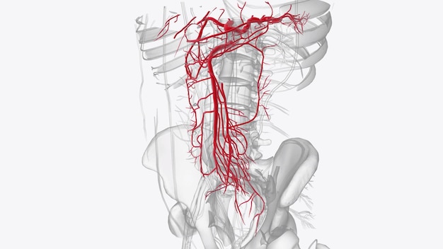 Foto arterie dell'addome anteriore