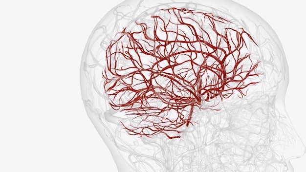 Photo arteries of brain