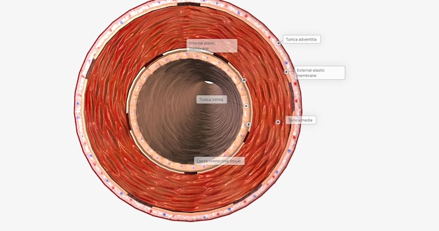 Foto le arterie trasportano sangue ossigenato ricco di nutrienti a organi e tessuti