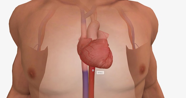 Arteries carry nutrients and oxygen from the heart to the rest of your body