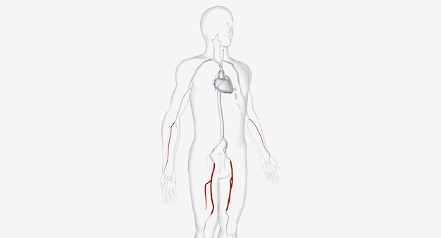 Foto le arterie per l'inserimento del catetere