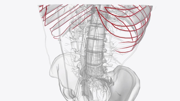 Photo arteries of thorax thoracic artery subclavian artery pulmonary artery carotid artery superior epigastric artery