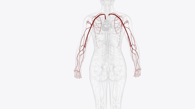 Photo arteries of upper limb