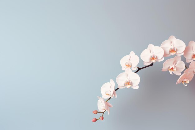 Photo artful orchid on a simple background