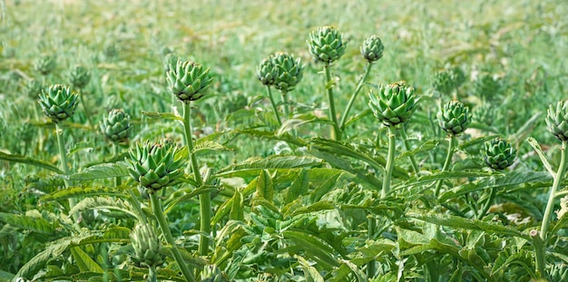 Artichoke buds in a field, selective focus