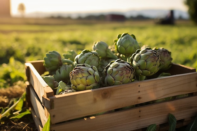 Artichoke Buds in a Wooden Box on the Field