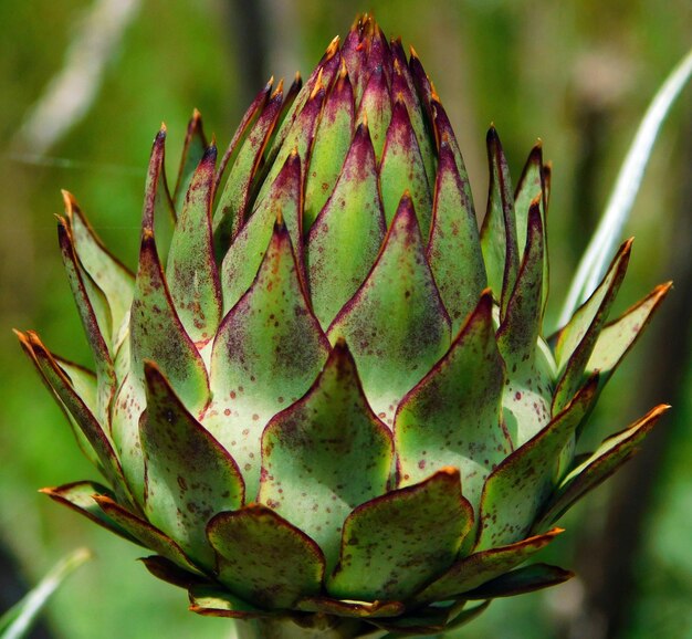 artichoke flower on macro in wild