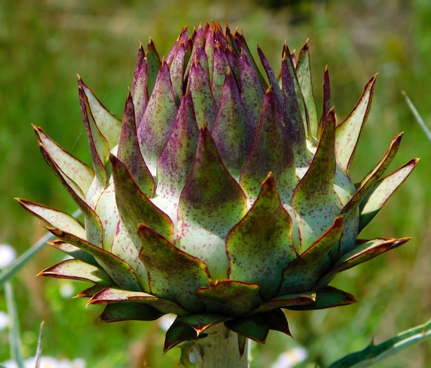 artichoke flower on macro in wild