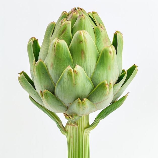 artichoke isolated on white background