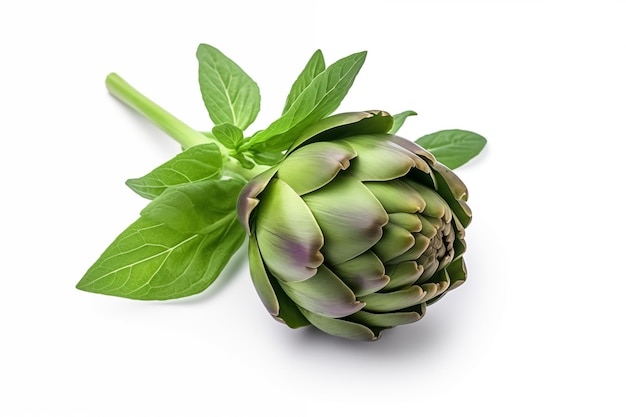 An artichoke isolated on a white background