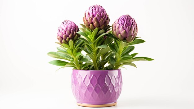 Artichoke plant in a pot on white background