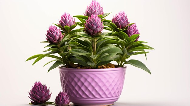 Artichoke plant in a pot on white background