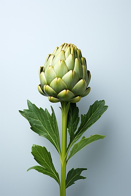 Photo artichoke portrait ideal for advertising or banner