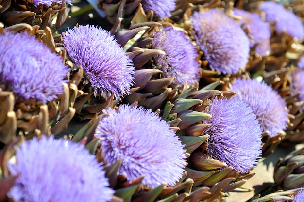 artichoke purple flower background on market