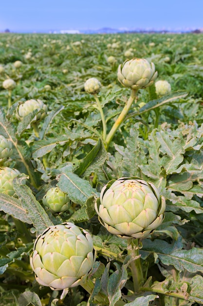 Campo di carciofi nella regione di murcia ameria spagna