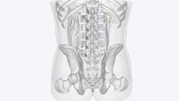 Foto cartilagine articolare della colonna vertebrale