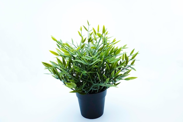 An artificial Baby Bamboo plant in black flowerpot Side view Isolated on white with copy space