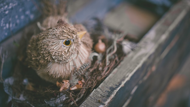 人工鳥と鳥の巣