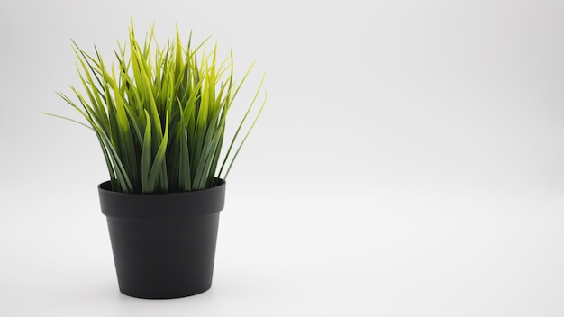 Artificial cactus plants or plastic or fake tree on white background