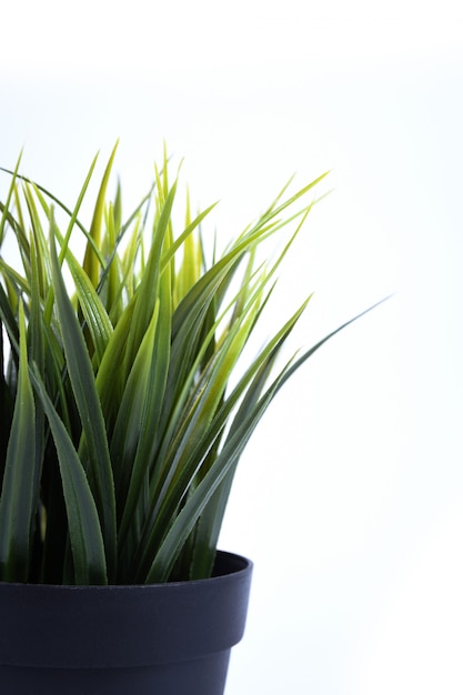 Artificial flowers grass different form in a pot isolated close up