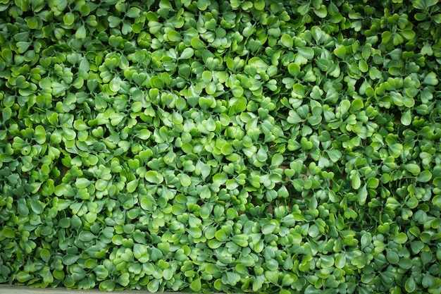 Photo artificial grass field top view texture