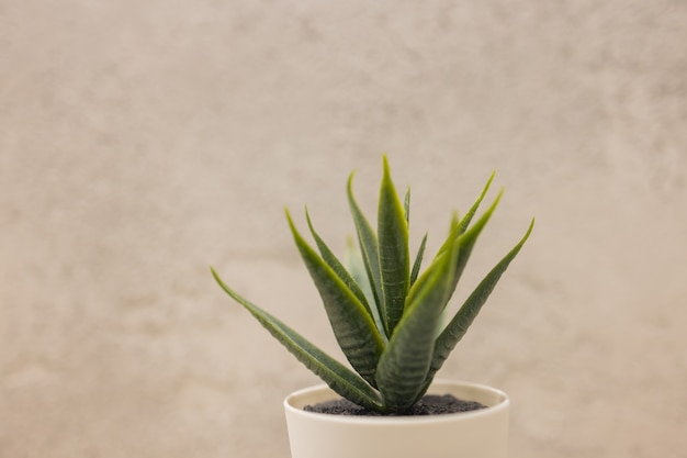 Erba artificiale nel vaso per la decorazione d'interni.