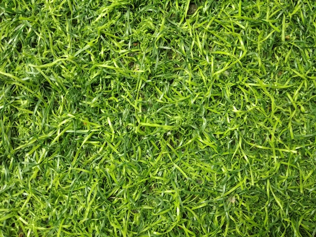 Artificial grass texture background