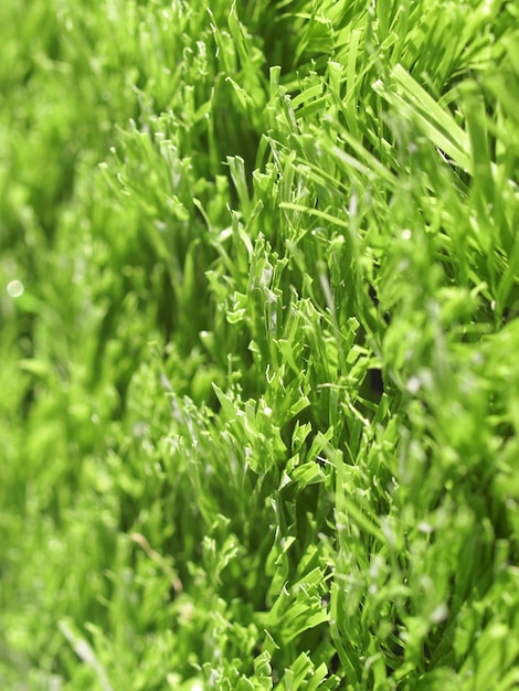 Artificial grass texture
