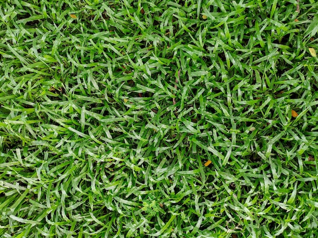 Artificial green grass