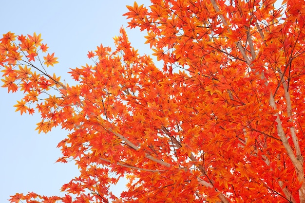 Artificial maple tree and leaves